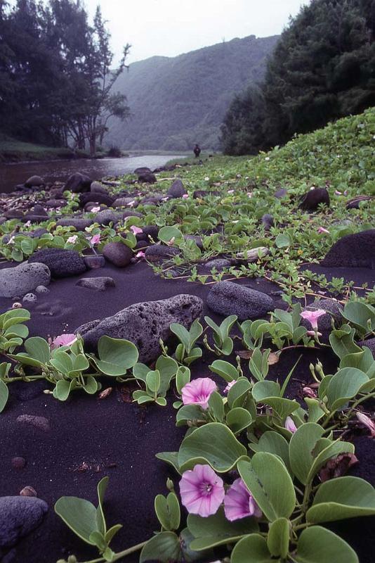 WT T06-20 Hawaii.jpg